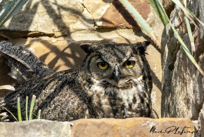 Athena Great Horned Owl 2025